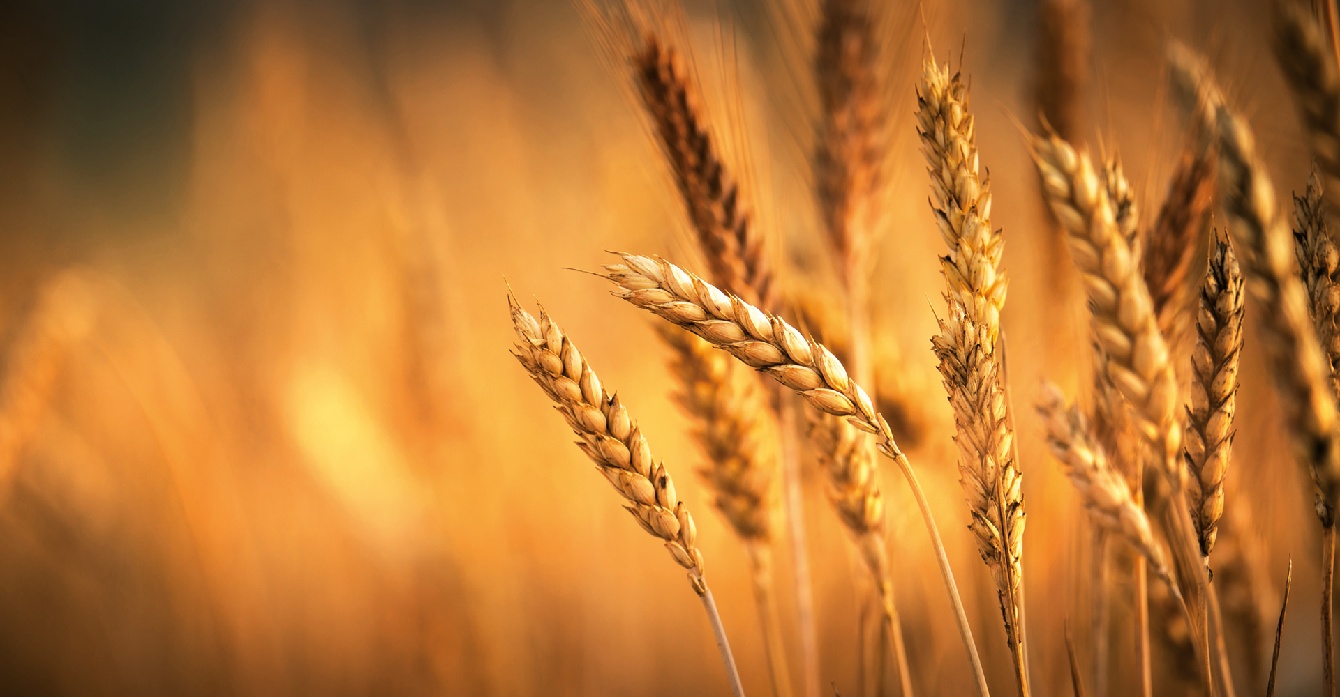 Immagine di un campo di grano al tramonto